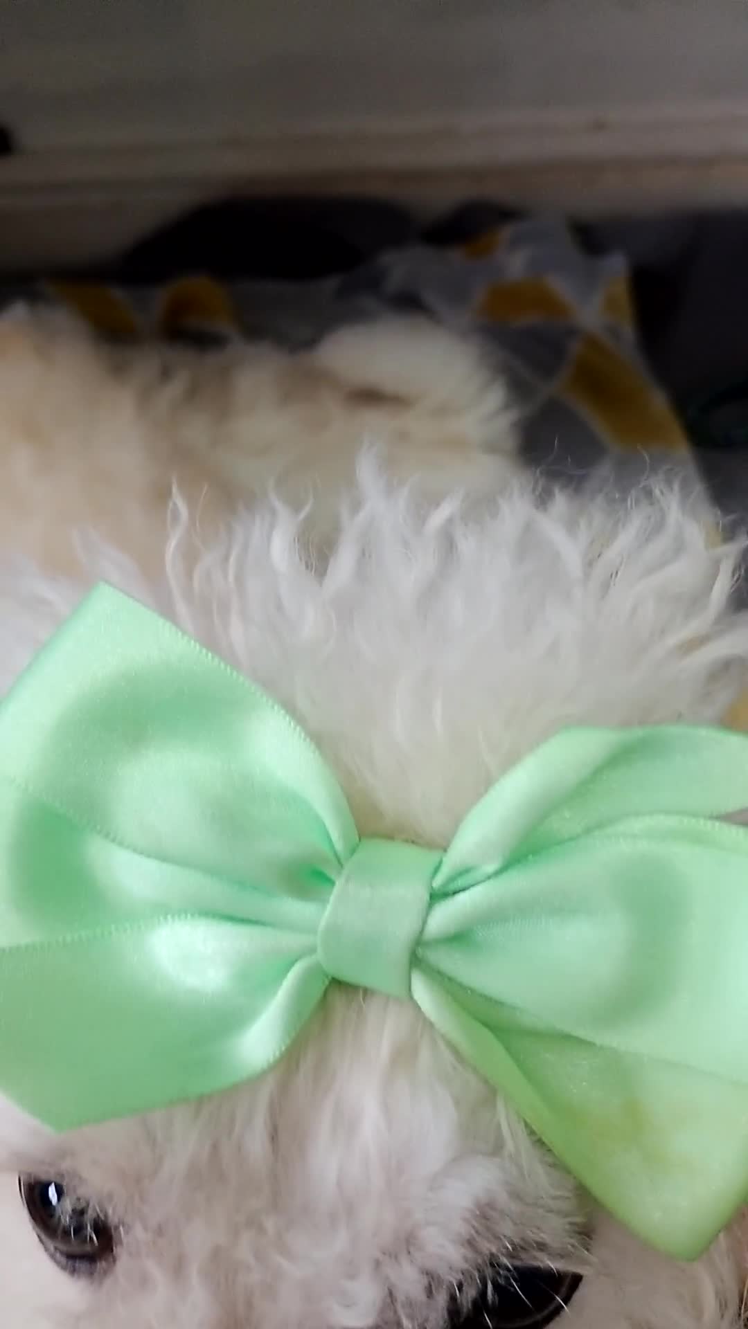 Miniature Poodle dogs for sale: Beautiful miniature poodles  - Video 3