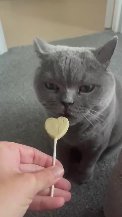 British Shorthair cats for adoption: Rehoming a 7 year old British blue in Stevenage - Video 2