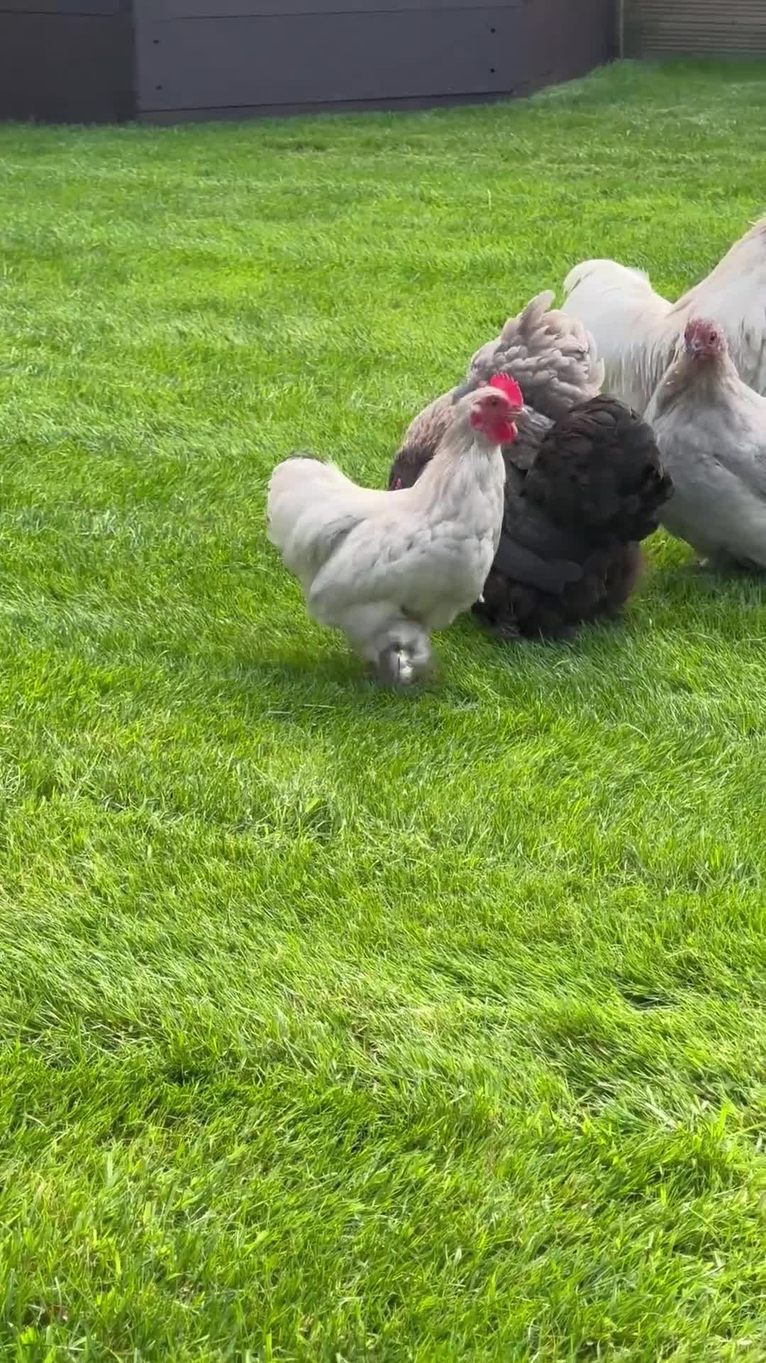 Chickens poultry for sale: Pekin bantams mixed sex flock in Stourbridge - Video 1
