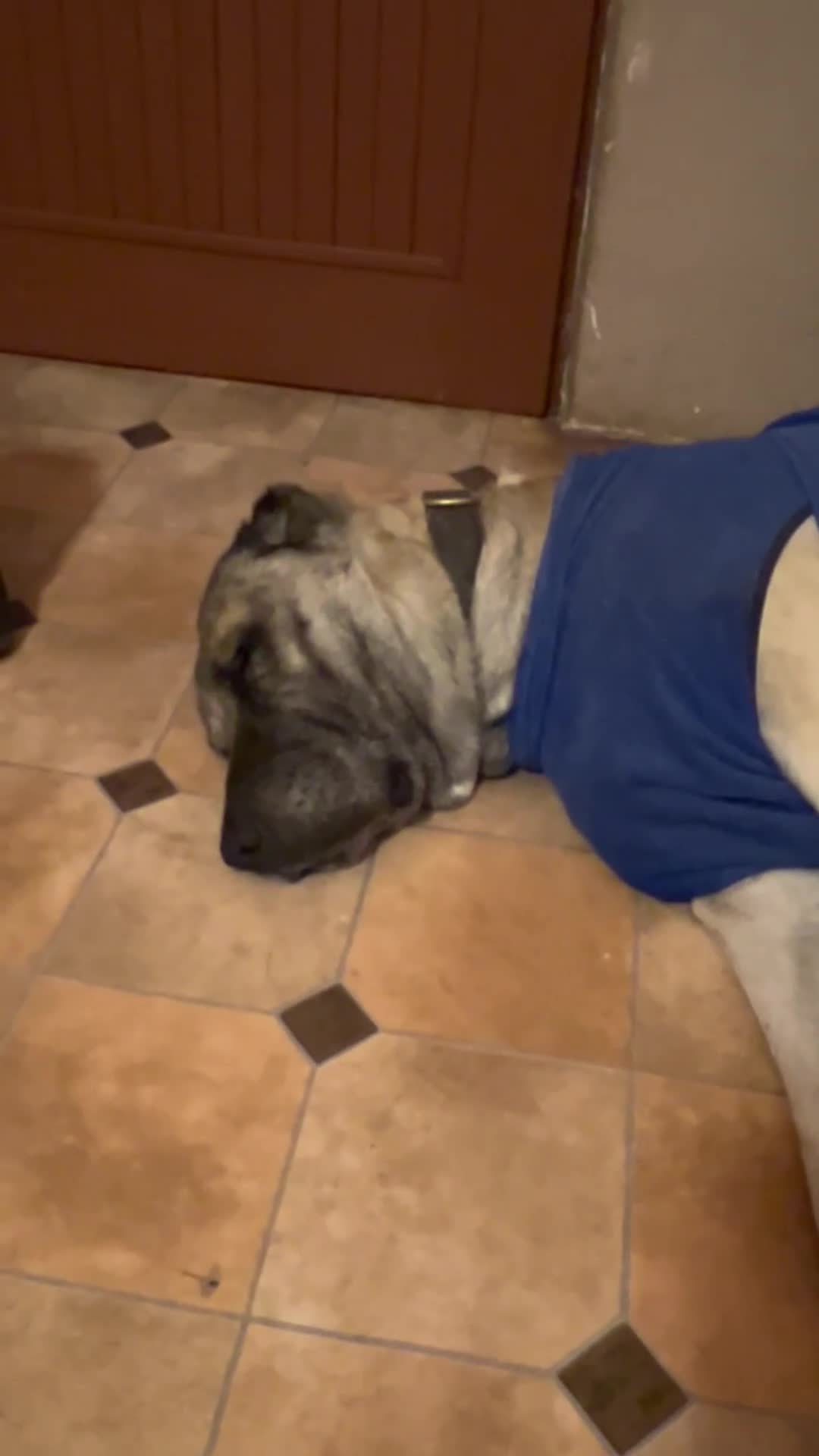 Anatolian Shepherd dogs for sale: Malakli Puppies - Video 1