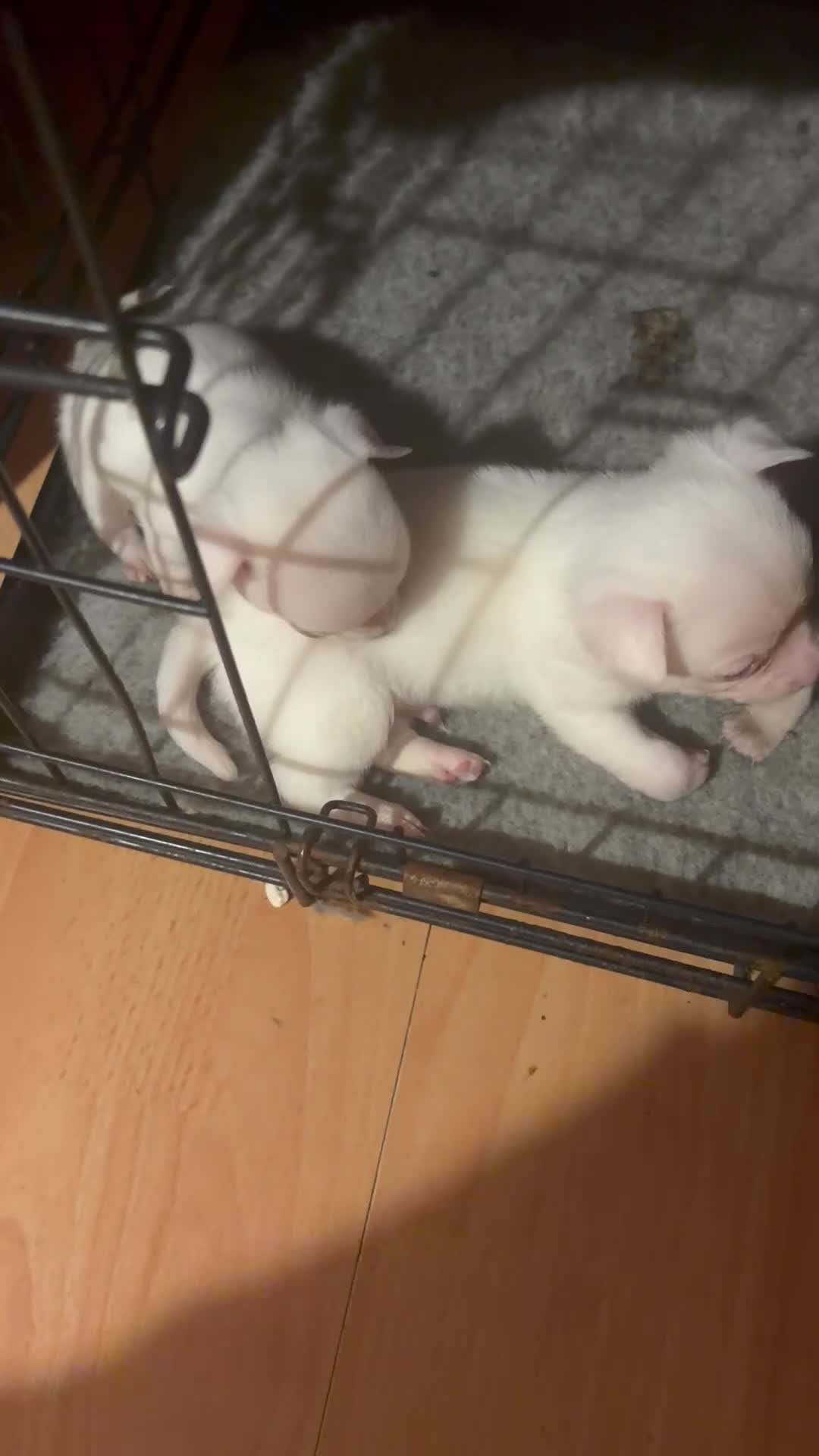 Chihuahua dogs for sale: Beautiful chihuahua boys  - Video 2