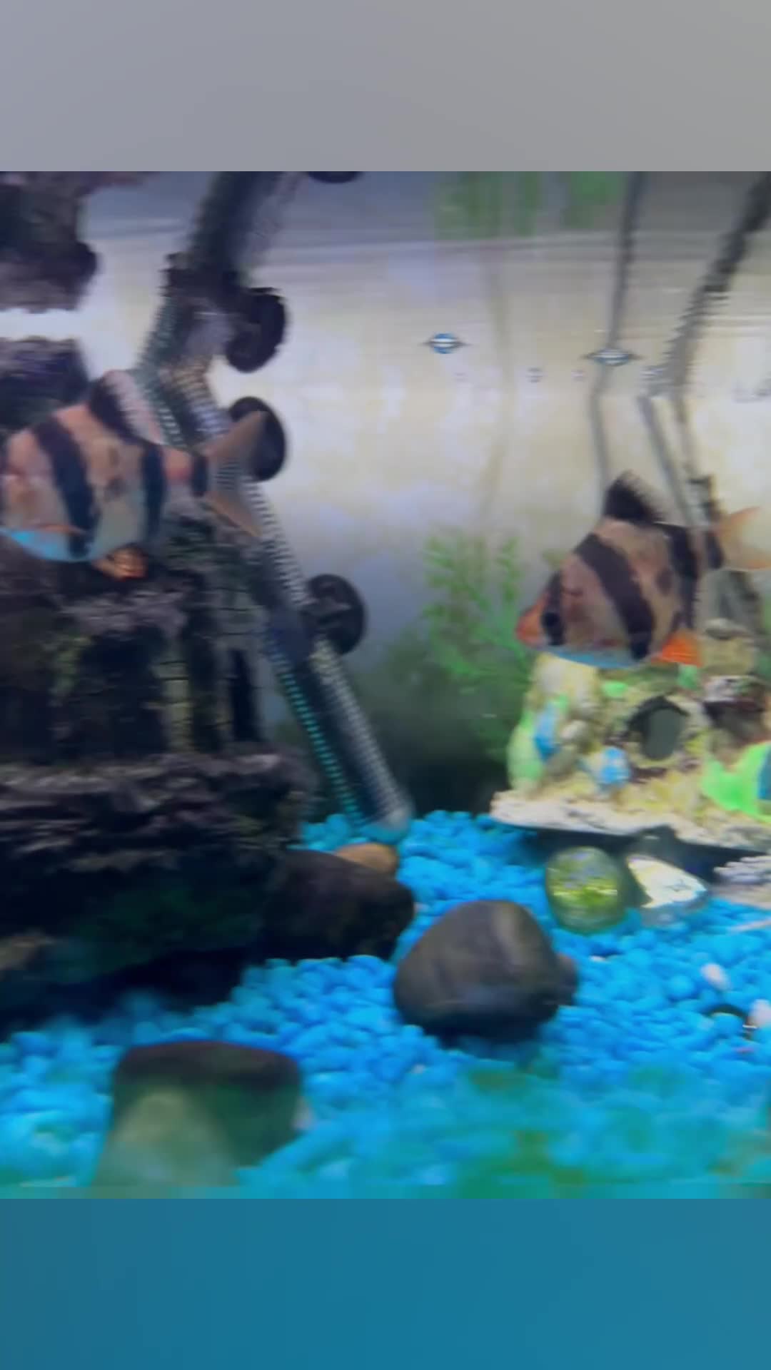 Loaches fish for sale: A collection of fish - Video 1