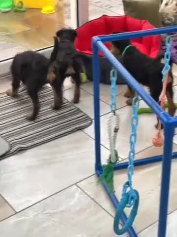 Airedale Terrier dogs for sale: Kc Airedale Terrier  - Video 2