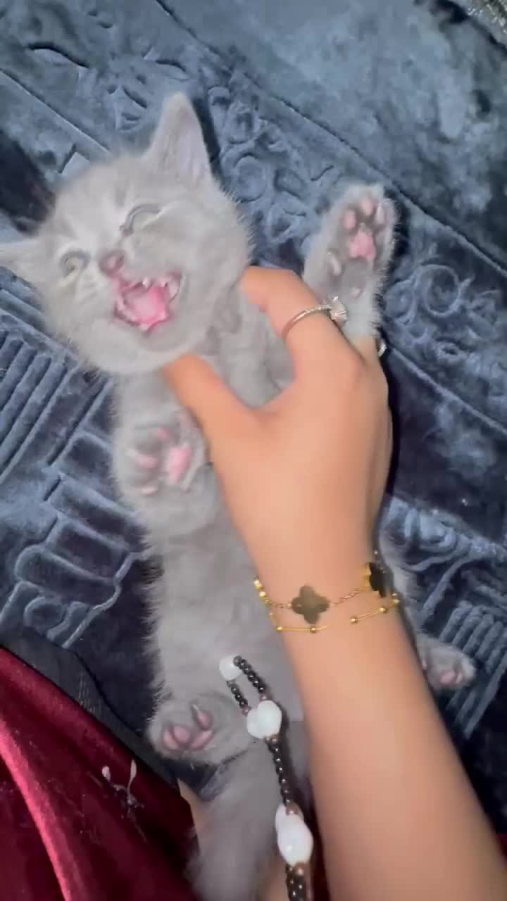 British Shorthair cats for sale: British Shorthair kitten  - Video 4