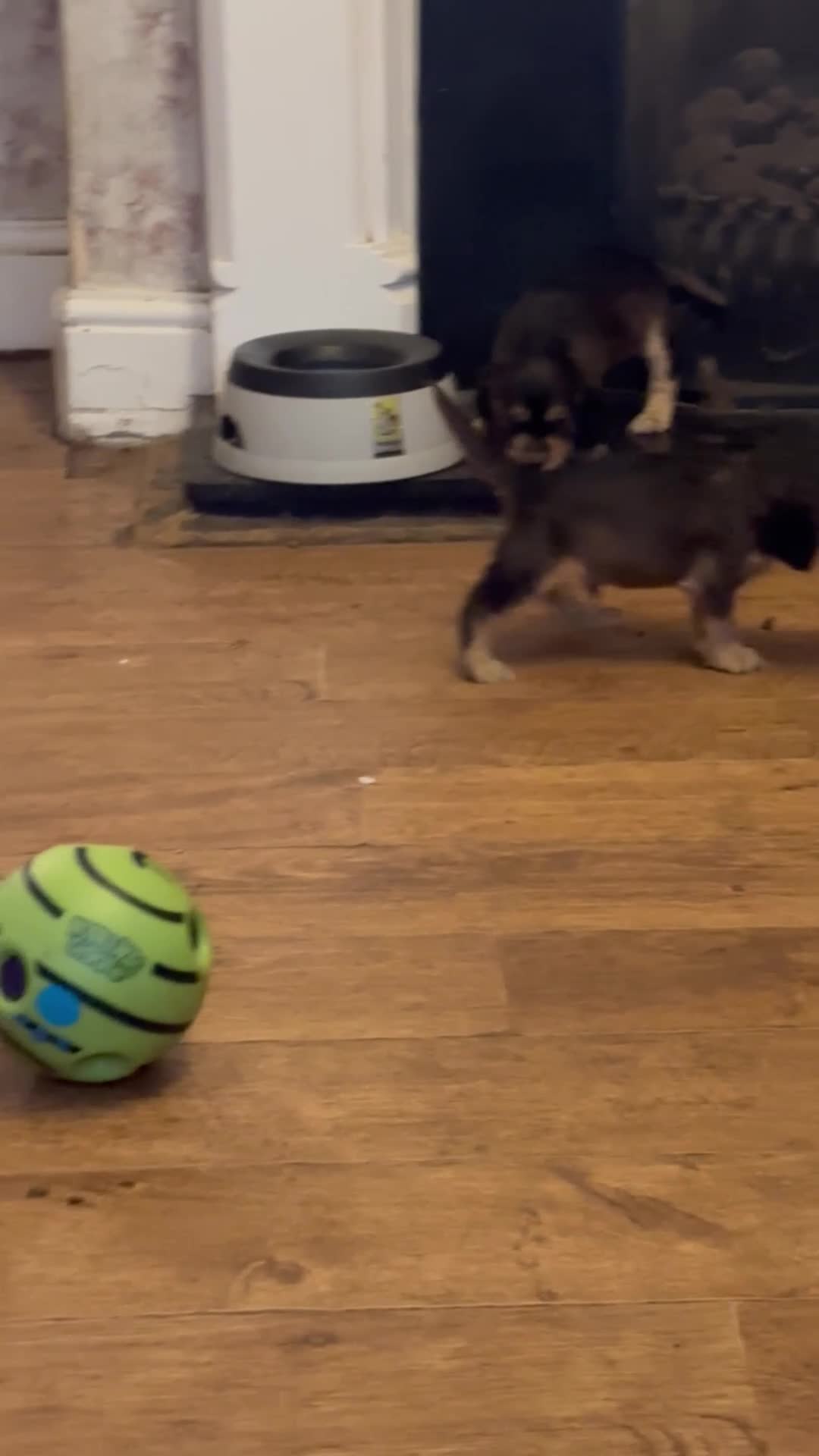 Cocker Spaniel dogs for sale: Show cockers KC DNA checked parents - Video 4