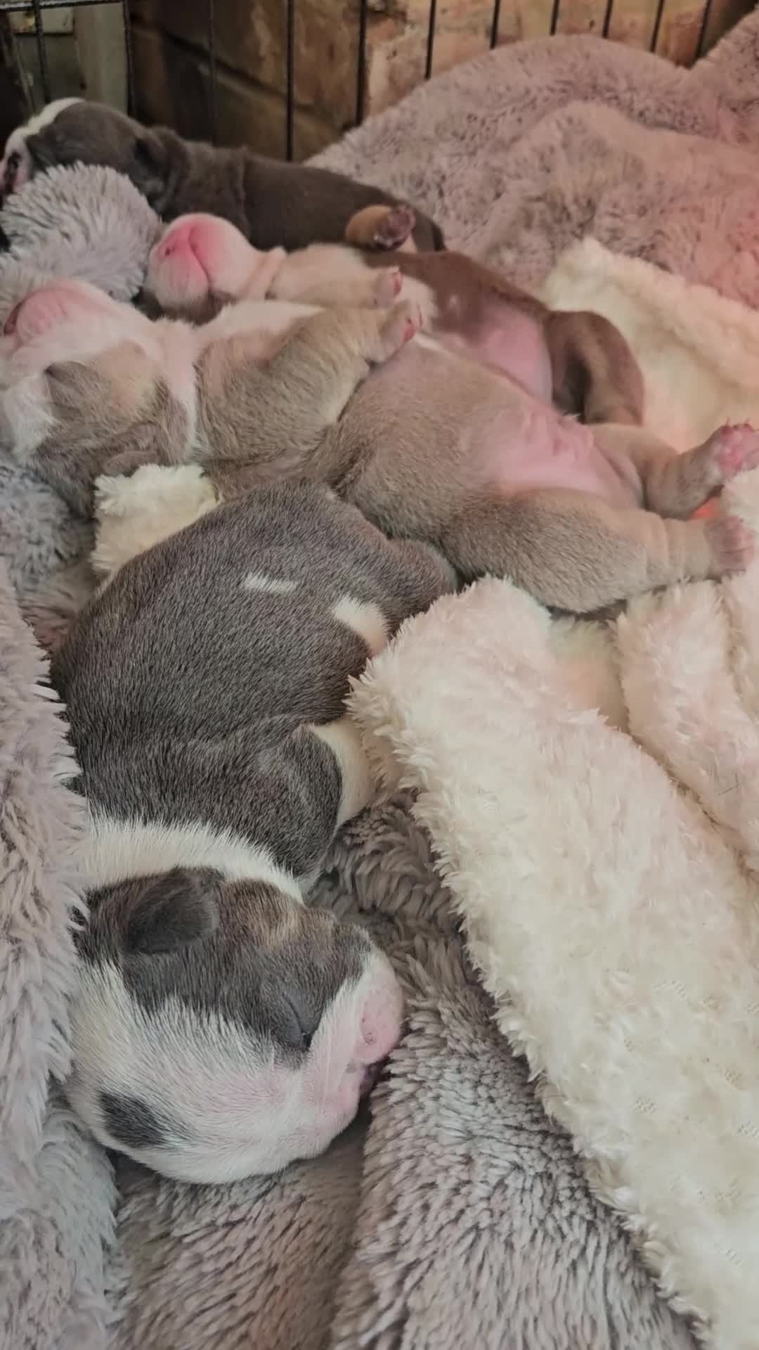 English Bulldog dogs for sale: Outstanding KC English Bulldogs, Top Quality Pups - Video 1