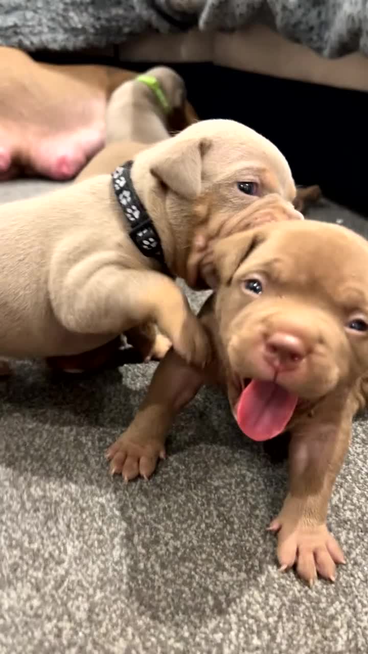 American Bully dogs for sale: Stunning pocket bullie’s  - Video 1