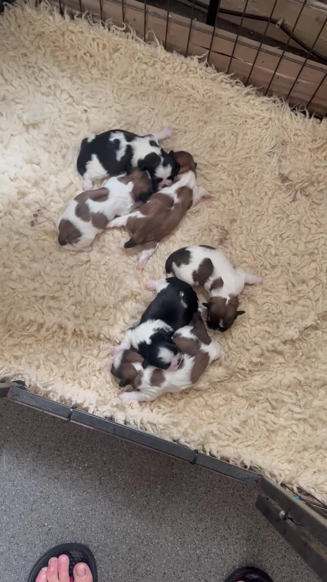 Shih Tzu dogs for sale: Beautiful puppy’s  - Video 3