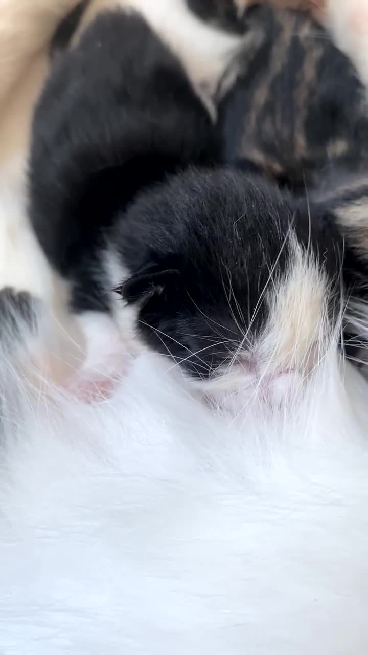 Ragdoll cats for sale: Kittens 💗 - Video 2