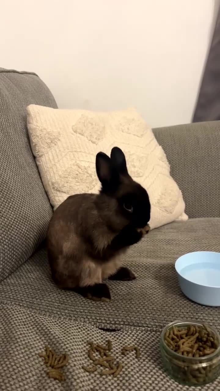 Lionhead rabbits for sale: Brown Havana Rabbit 4 months old - Video 1
