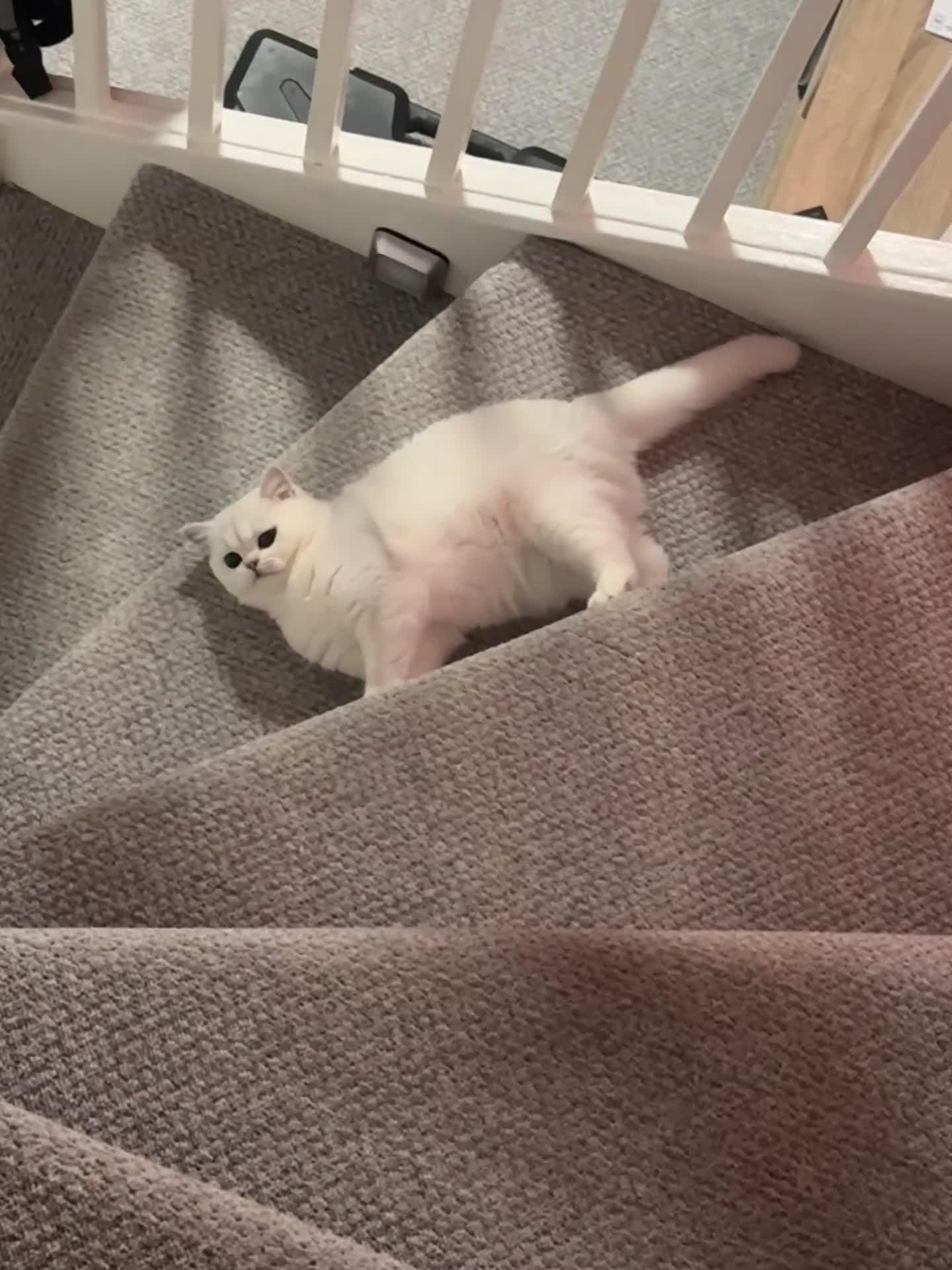 British Shorthair cats for sale: Luna looking for a lovely new family - Video 3