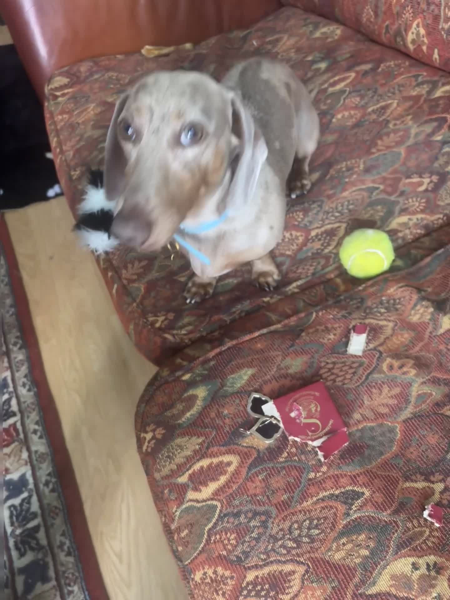 Miniature Dachshund dogs for sale: Buddy - Video 4