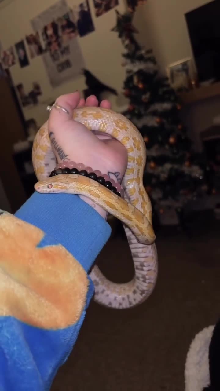 Corn Snake reptiles for sale: Corn snake for sale - Video 2