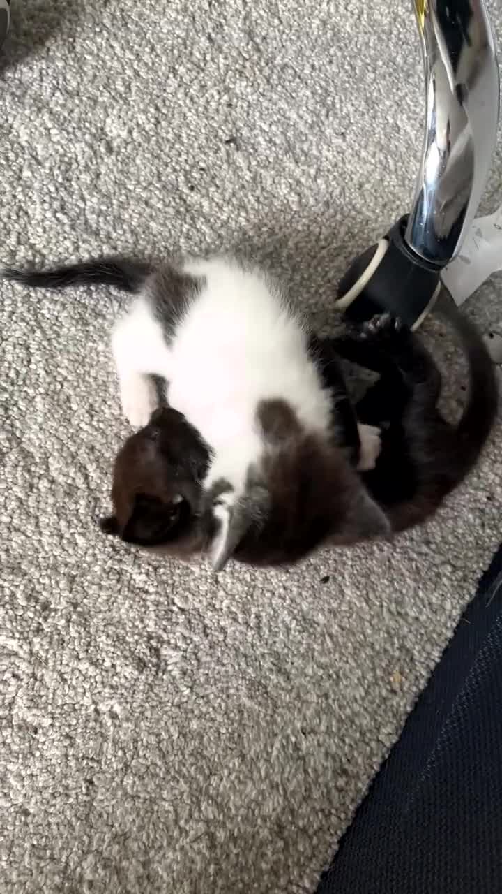Mixed Breed cats for sale: 2 kittens for sale  in Milton Keynes - Video 1