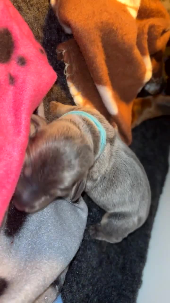 Miniature Dachshund dogs for sale: Blue & Tan Miniature Dachshund  - Video 2