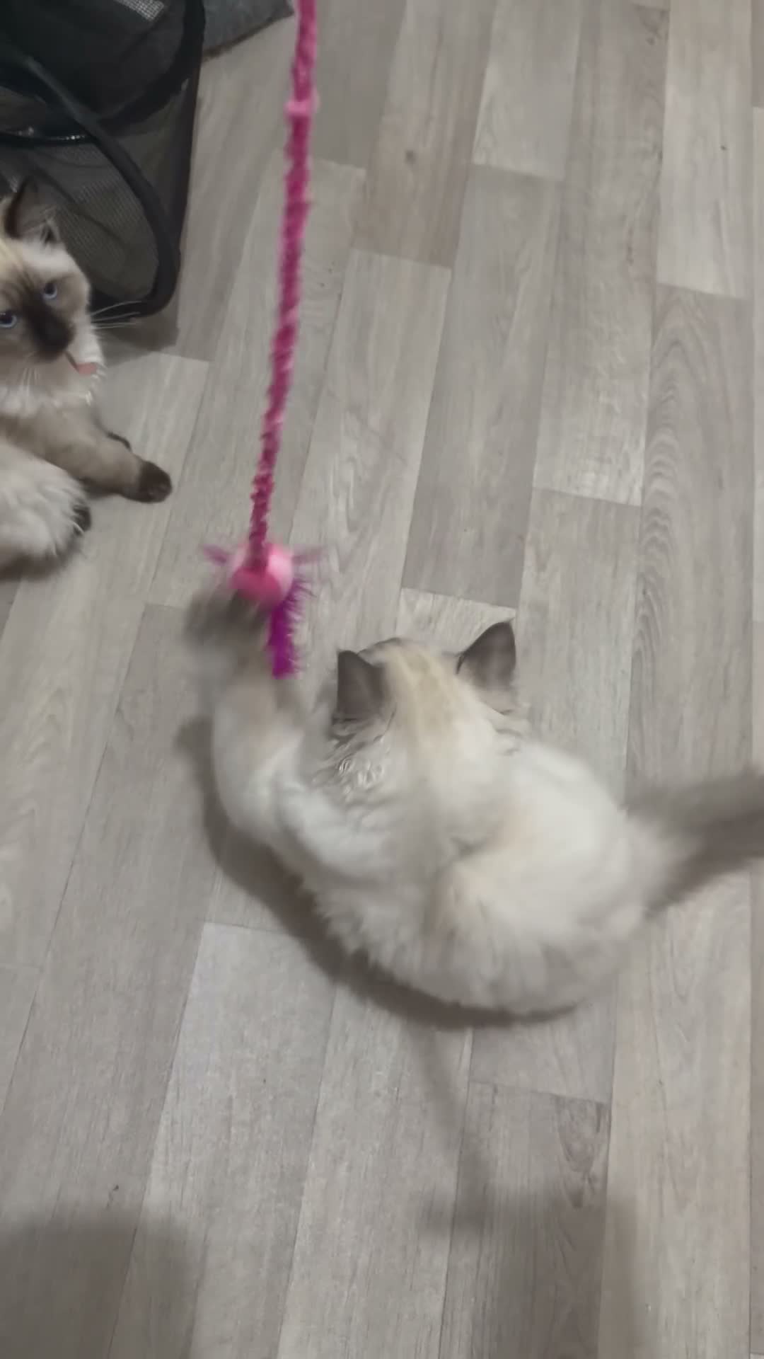 Ragdoll cats for sale: X2 Ragdoll Kittens  - Video 2