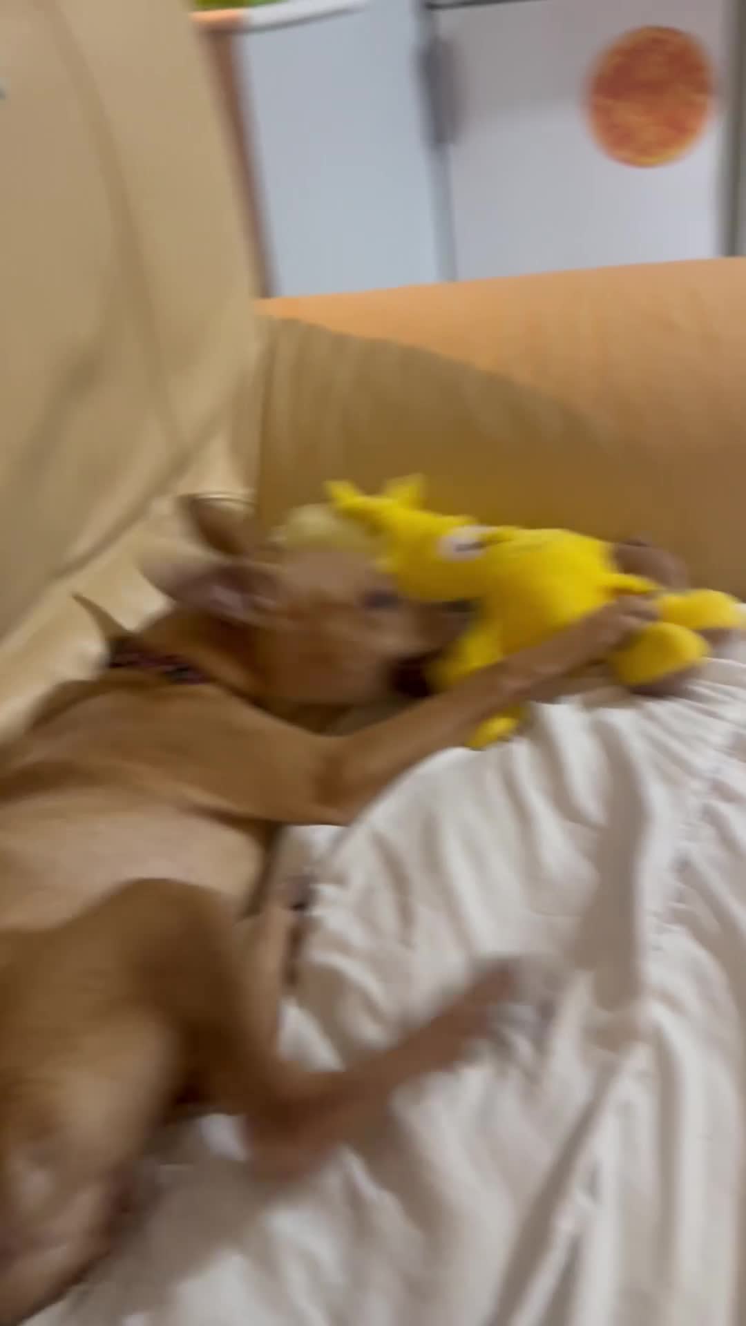 Mixed Breed dogs for sale: Lara female pup - Video 1