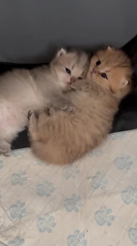 British Shorthair cats for sale: BEAUTIFUL GOLDEN BSH KITTENS AVAILABLE TO RESERVE - Video 1