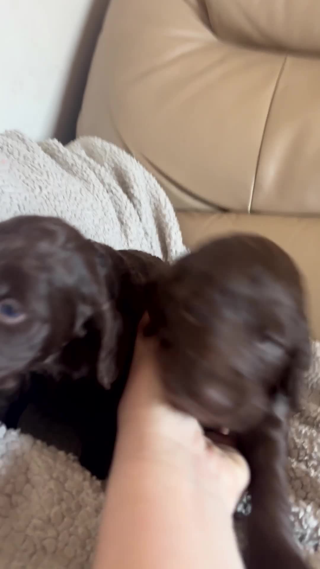 Cockapoo dogs for sale: outstanding cockapoo puppy’s last 3 remaining  in Leeds - Video 1
