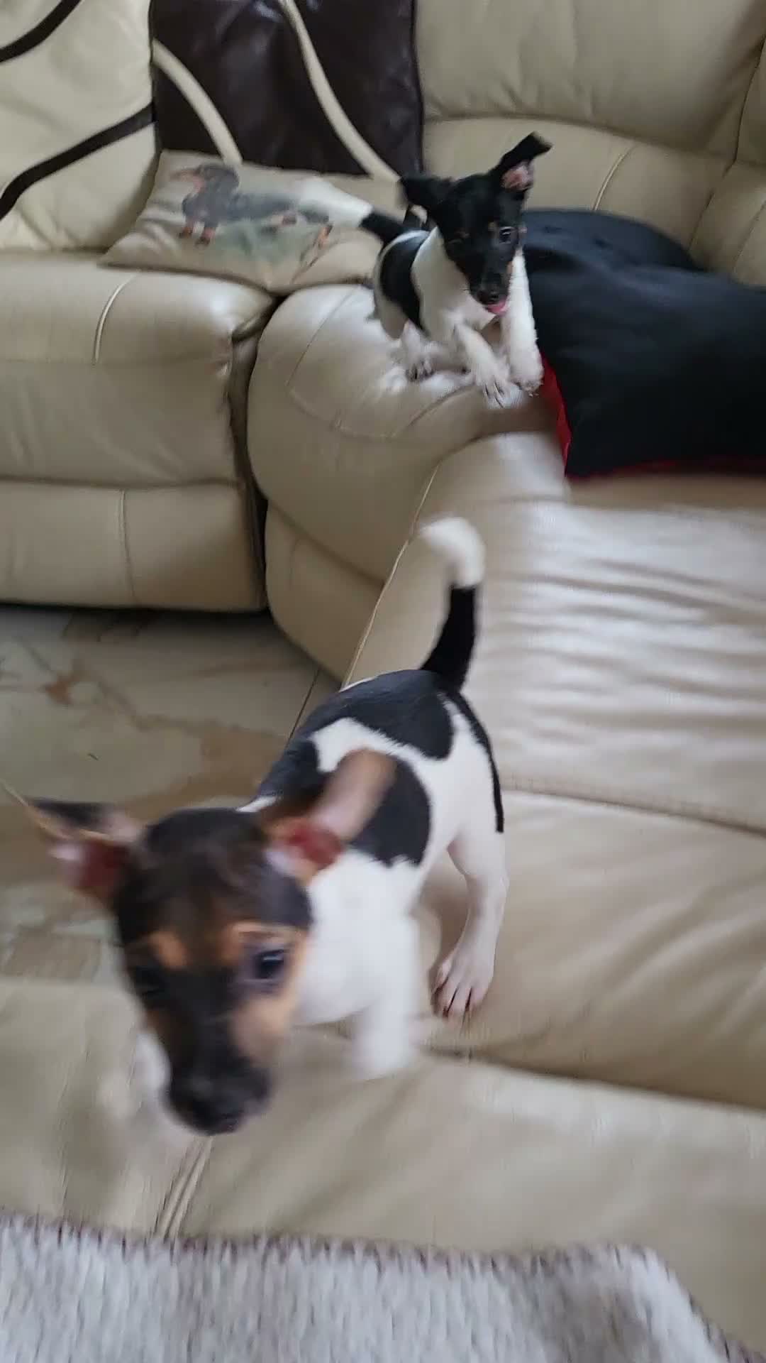 Jack Russell dogs for sale: Minature Jack Russell puppies - Video 2