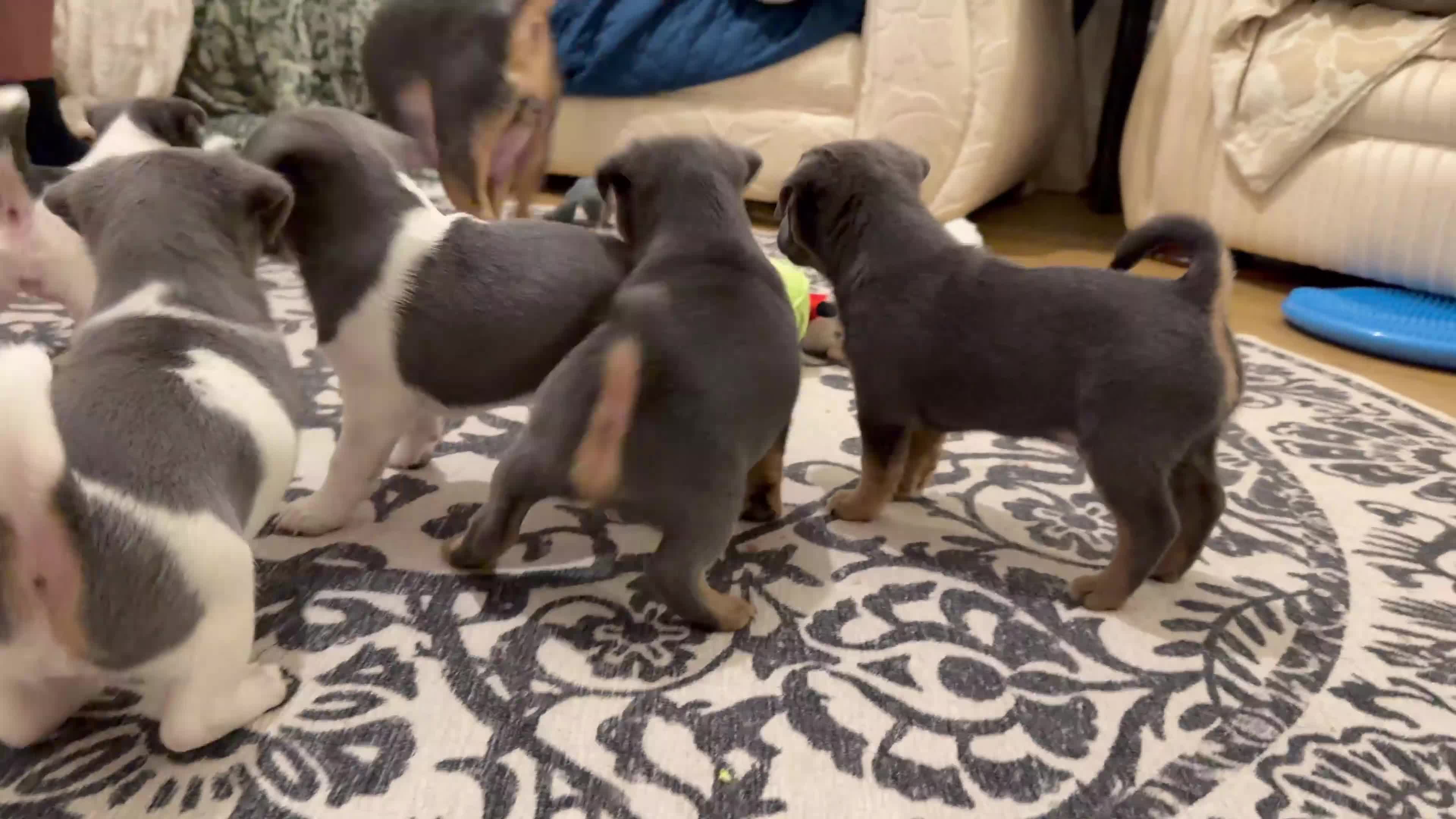 Jack Russell dogs for sale: Stunning blue and blue tri JRT pups - Video 1
