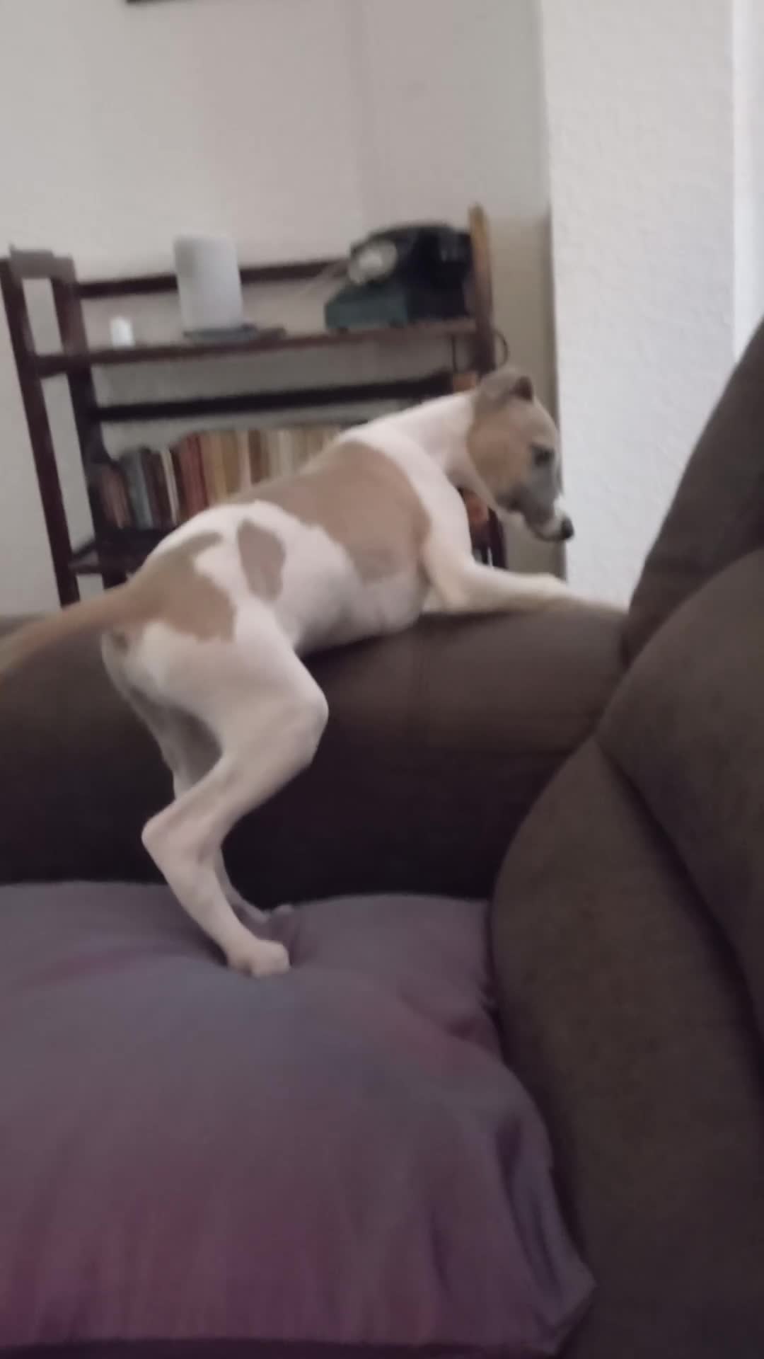 Whippet dogs for sale: 4 beautiful KC whippet puppies! - Video 1