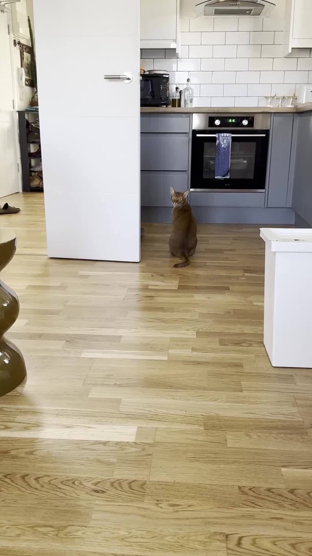 Abyssinian cats for sale: Sorrel Abyssinian, GCCF Reg, Champion Line - Video 1