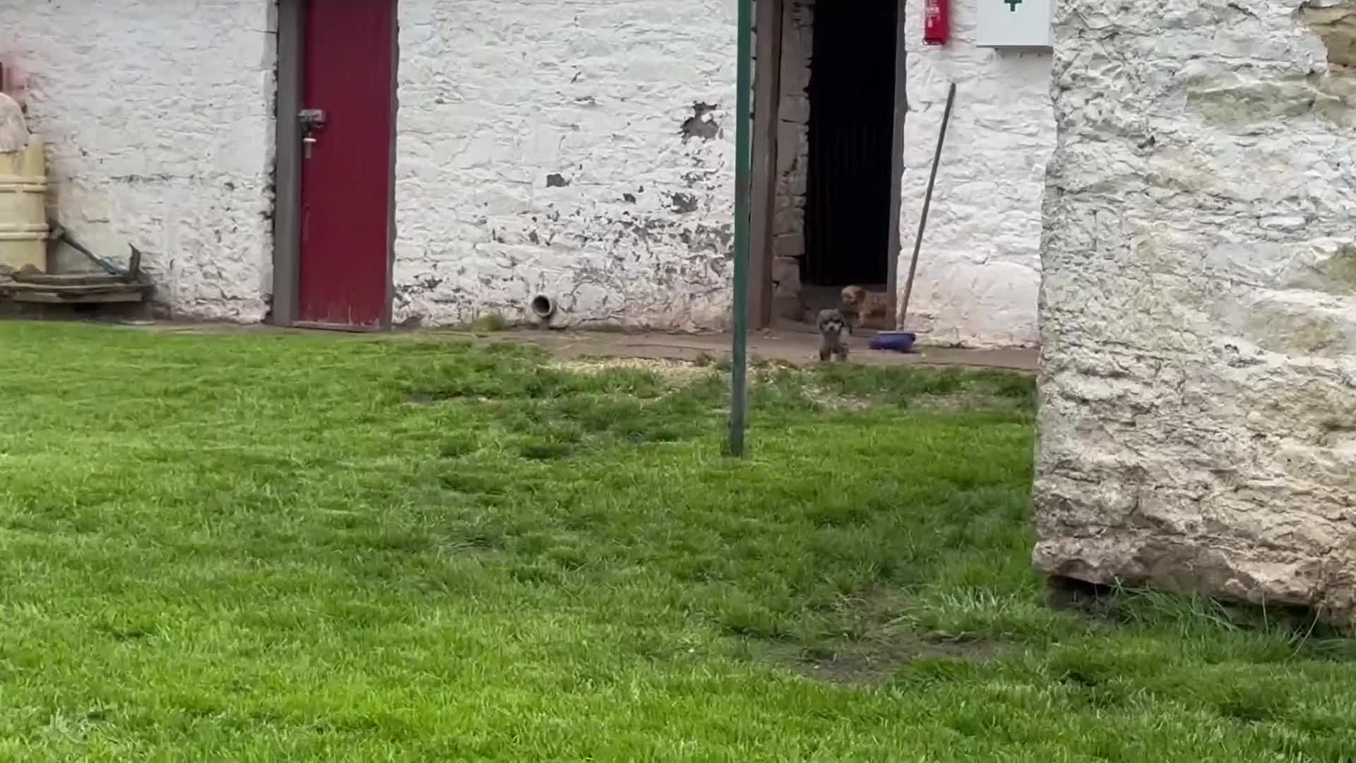 Cavapoo dogs for sale: Top Class Cavapoo pups double vaccinated! - Video 4
