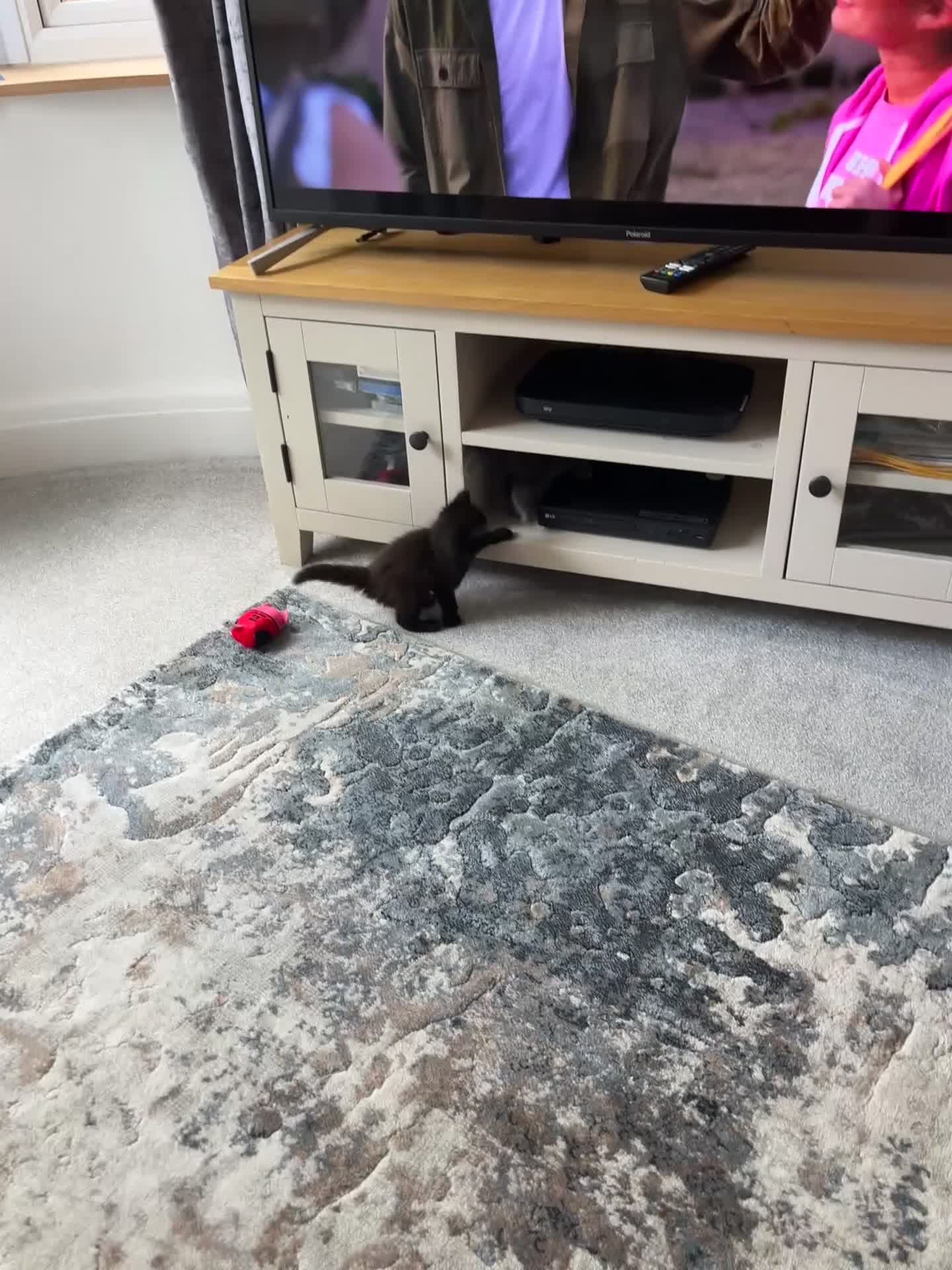 British Longhair cats for sale: British short and long haired mixed kittens  - Video 1