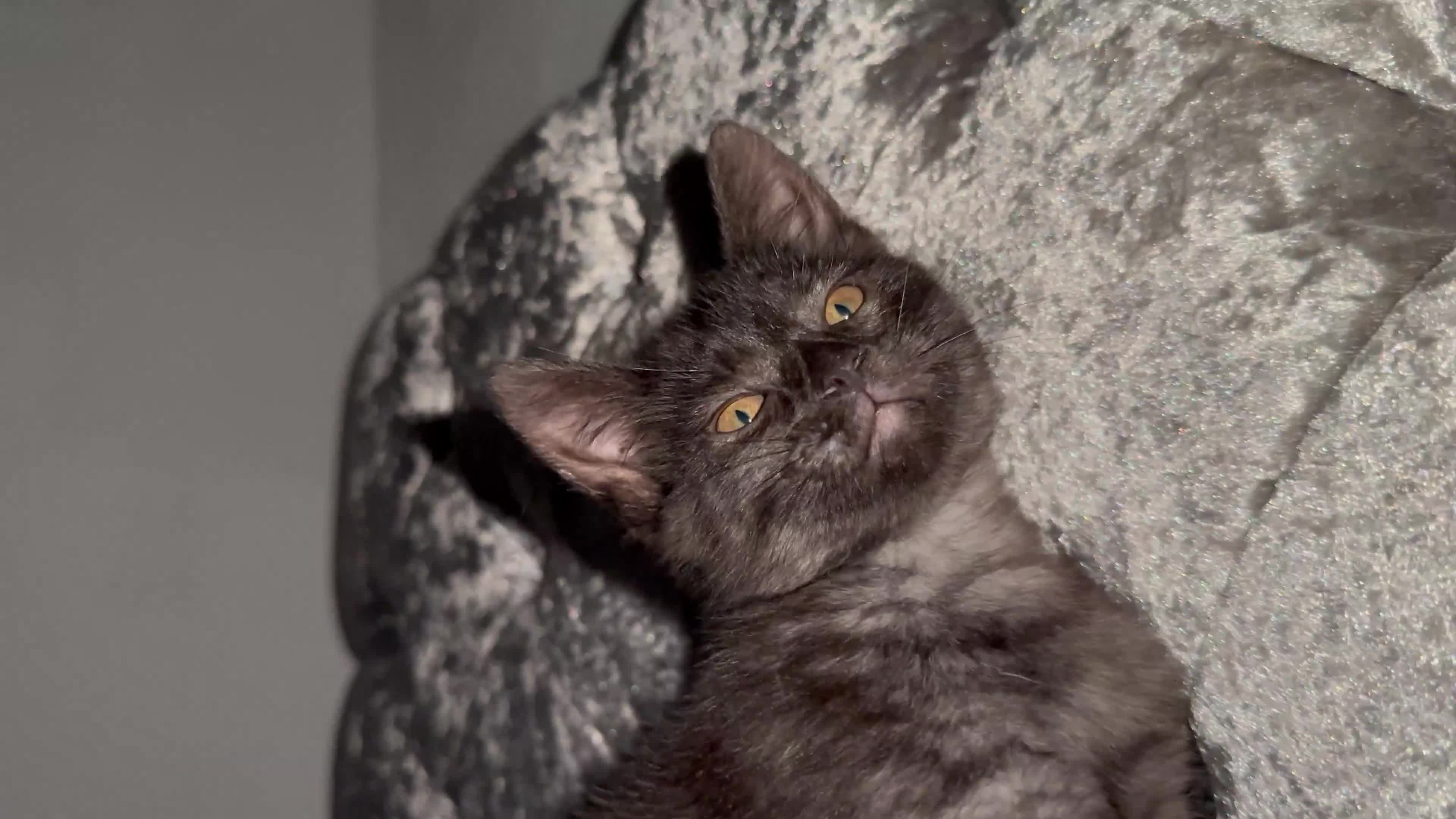 Egyptian Mau cats for sale: Smoke Egyptian MAU x Bengal spotted&marble kittens - Video 1