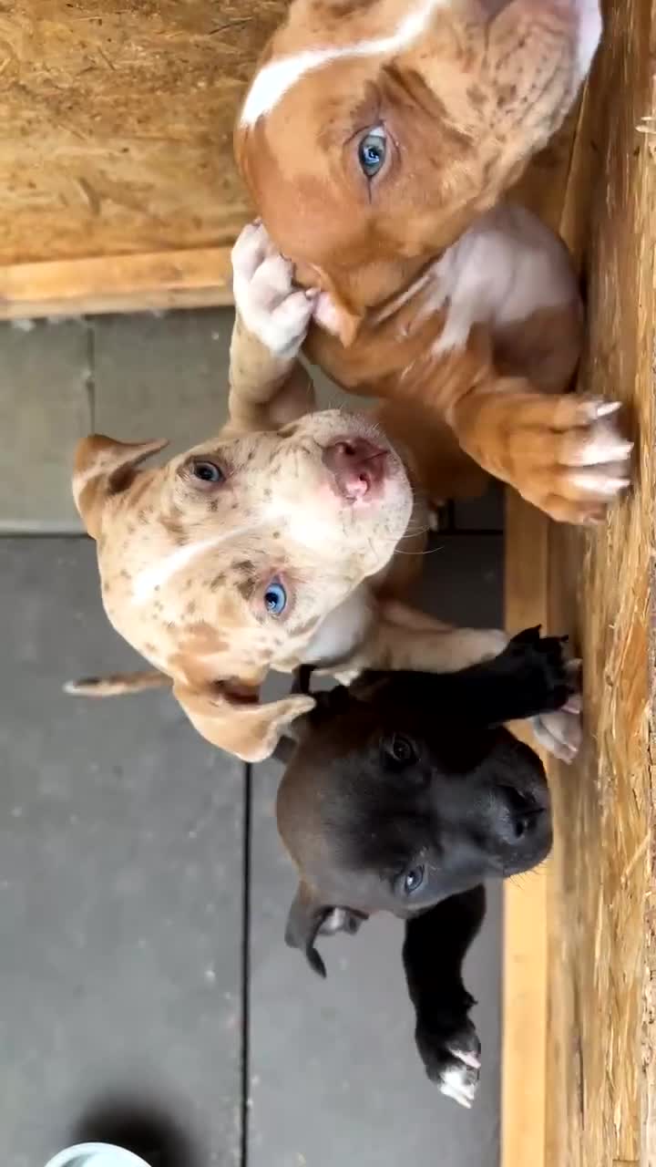 Staffordshire Bull Terrier dogs for sale: 3 beautiful Staffordshire bull terrier puppies - Video 2