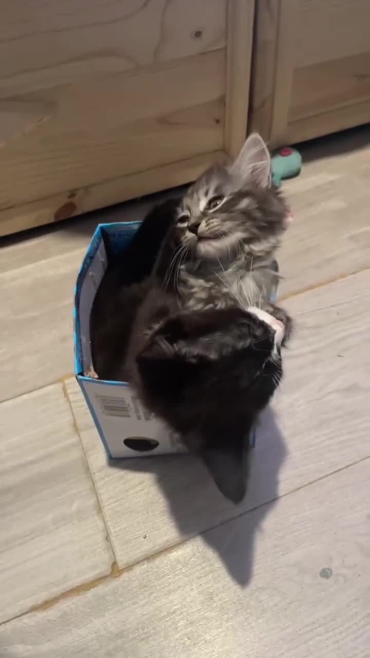 Mixed Breed cats for sale: ✨ Beautiful black & white kitten ✨ - Video 1