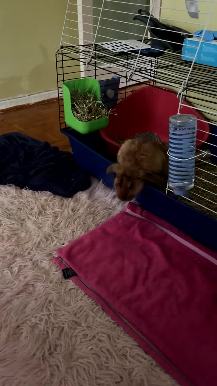 English Lop rabbits for sale: Mr Rocky  - Video 2