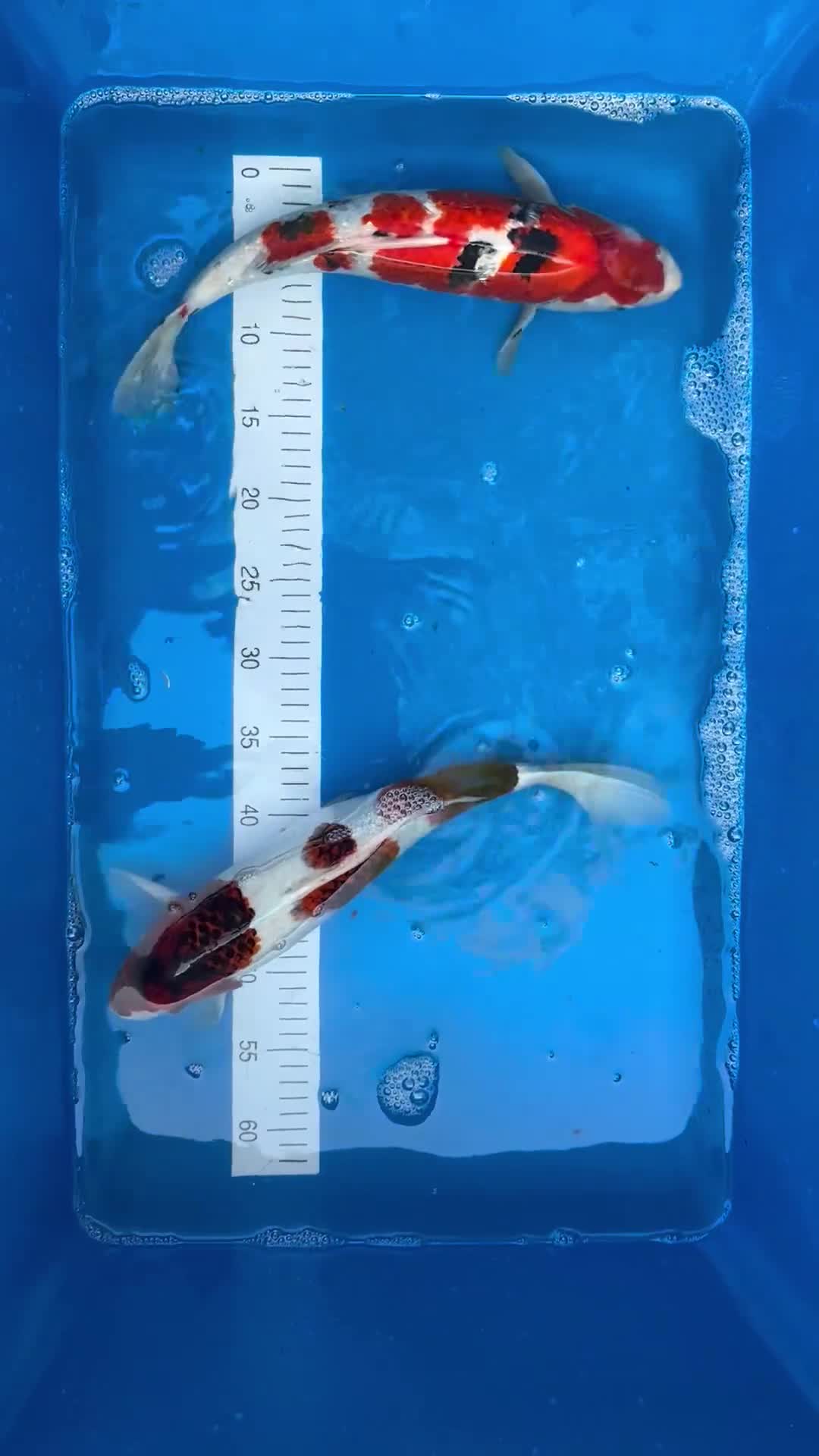 Koi Carp fish for sale: 6x small & 2x medium Koi  - Video 2