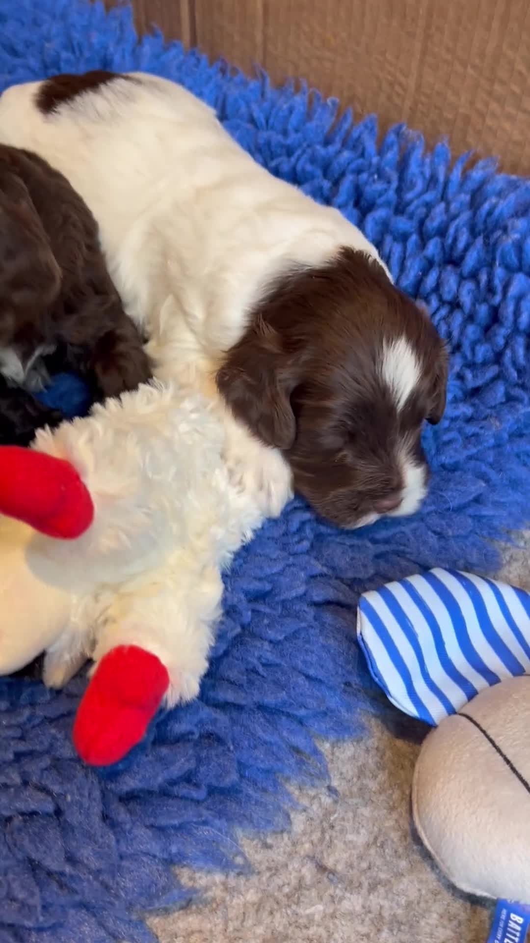Mixed Breed dogs for sale: Double Doodles/Sproodle x Cockapoo - Video 1