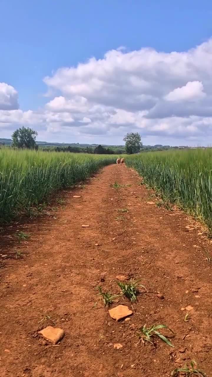 Mixed Breed dogs for sale: Italian Volpino puppies 🦊 - Video 2