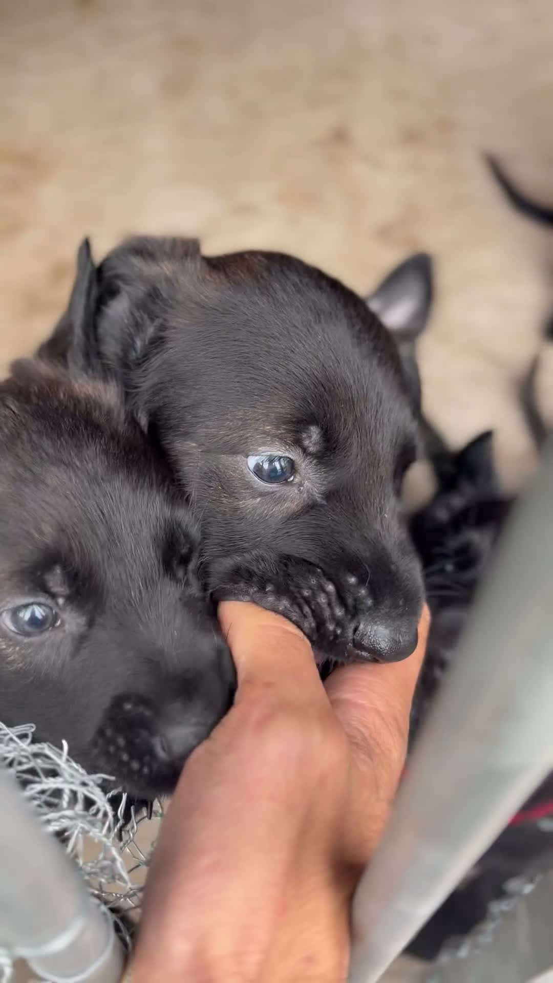 Belgian Shepherd Dog dogs for sale: EXCEPTIONAL WORKING LINE SHEPHERDS! - Video 1