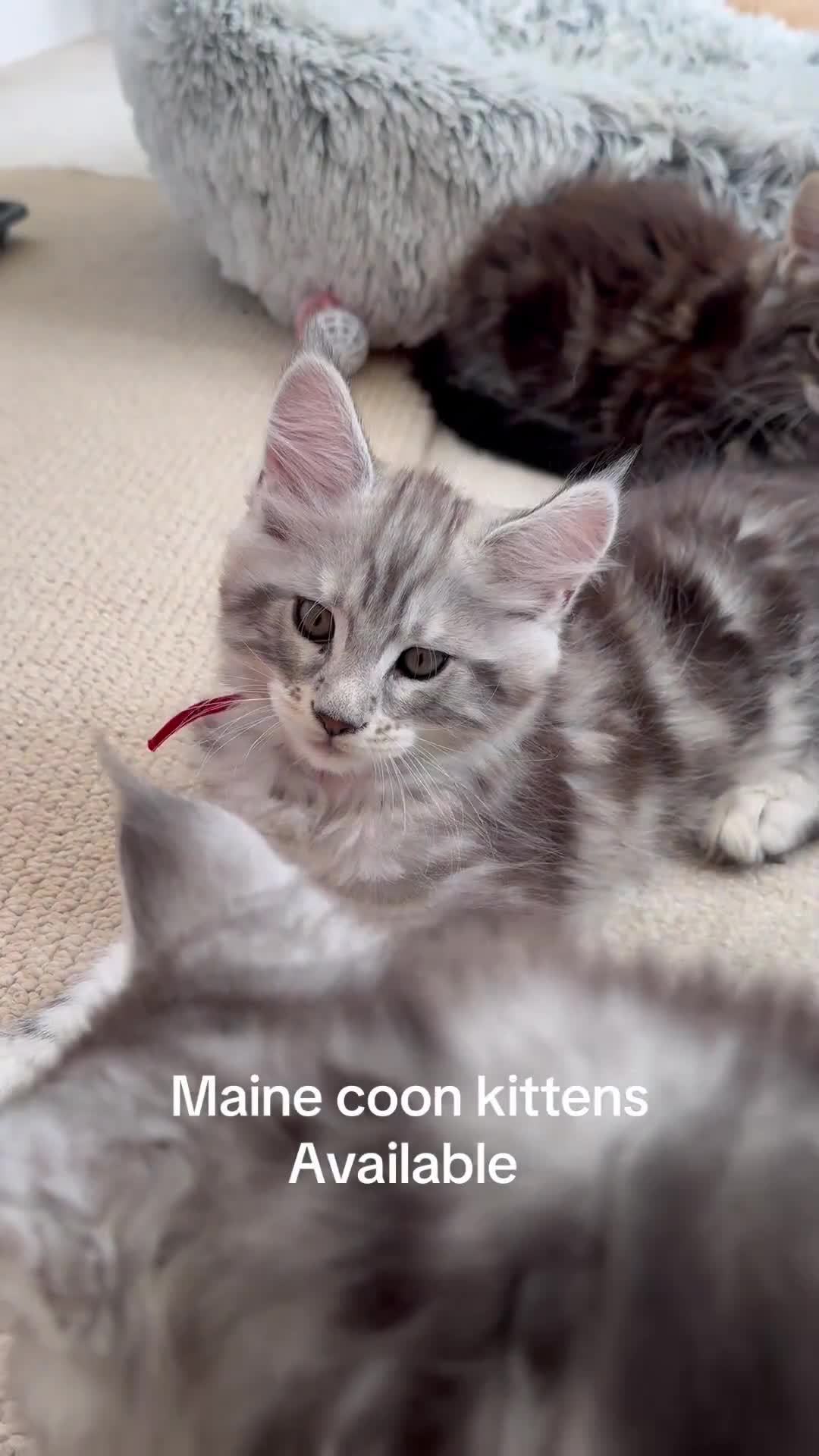 Maine Coon cats for sale: Outstanding pedigree kittens ready to leave - Video 1