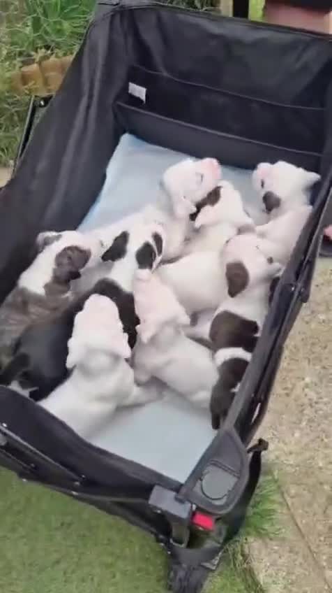 American Bulldog dogs for sale: American Bulldog Puppies  - Video 1