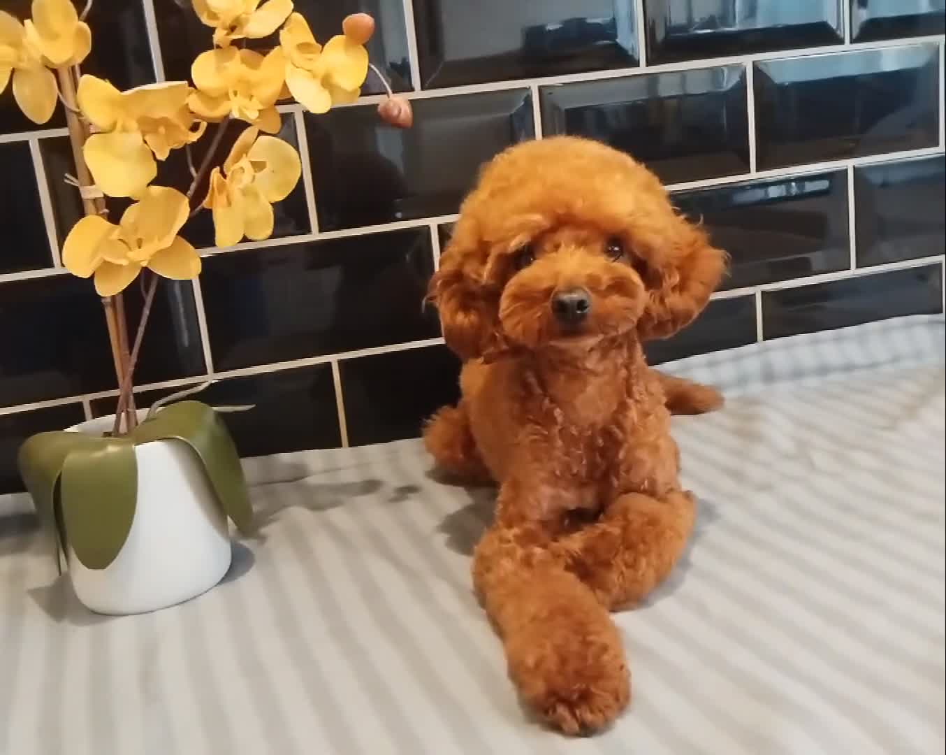 Toy Poodle dogs for stud: Red Toy Poodle STUD - Health tested clear  - Video 1