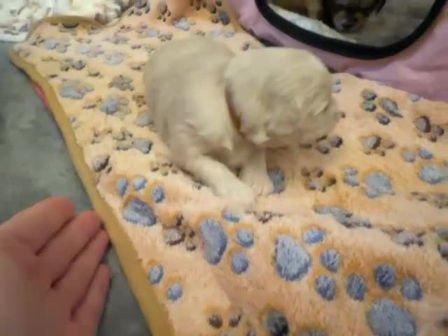 Mixed Breed dogs for sale: ✨Adorable Cockapompoo Puppies✨ - Video 1