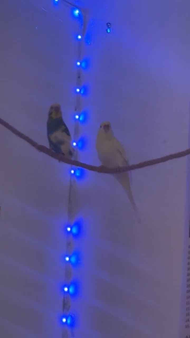 Budgerigars birds for sale: bonded budgie pair in Liverpool - Video 2