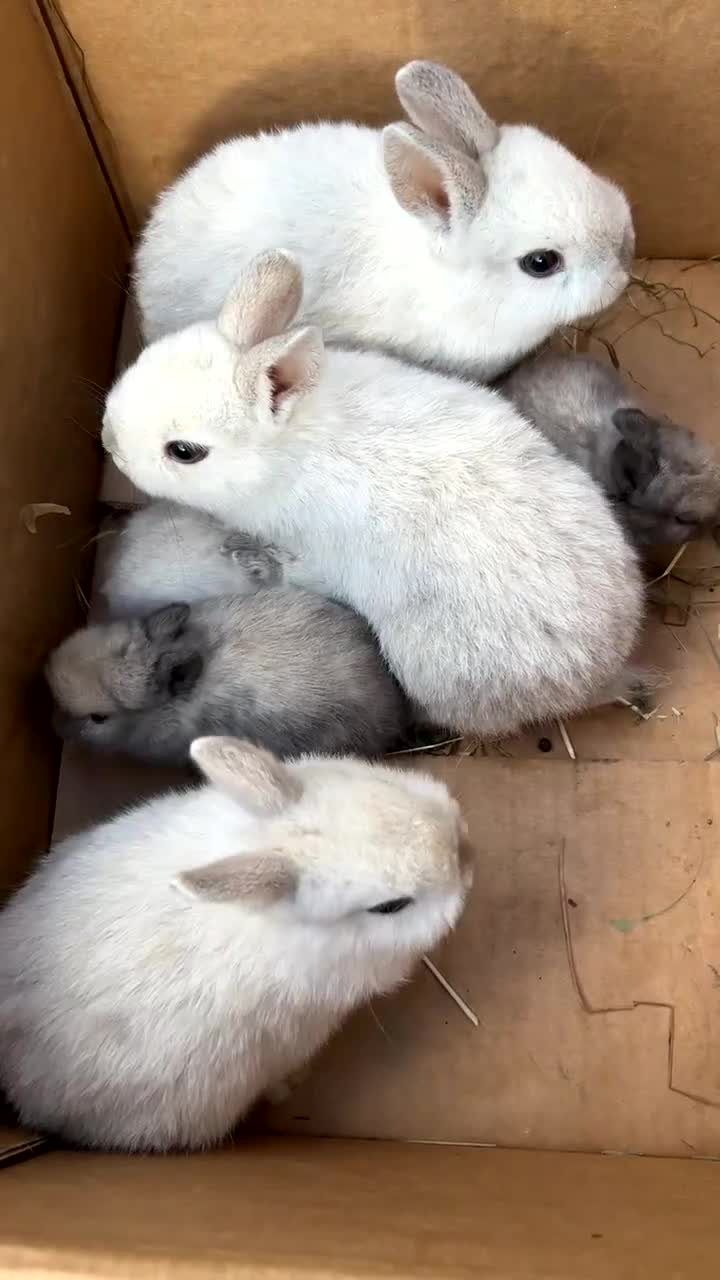 Netherland Dwarf rabbits for sale: Bunnies looking for forever home  - Video 3
