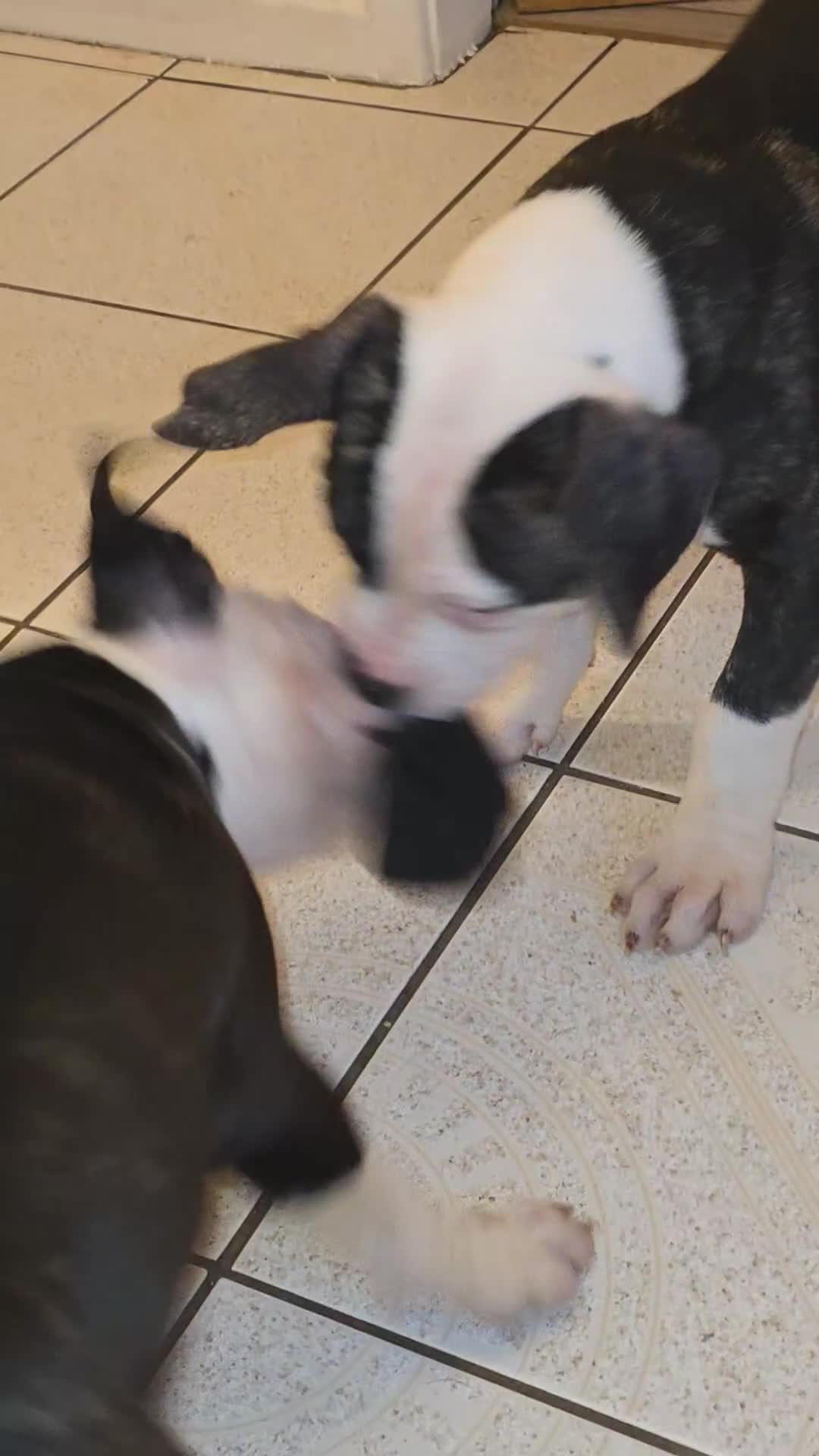 American Bulldog dogs for sale: Chunky American bulldog puppies - Video 1