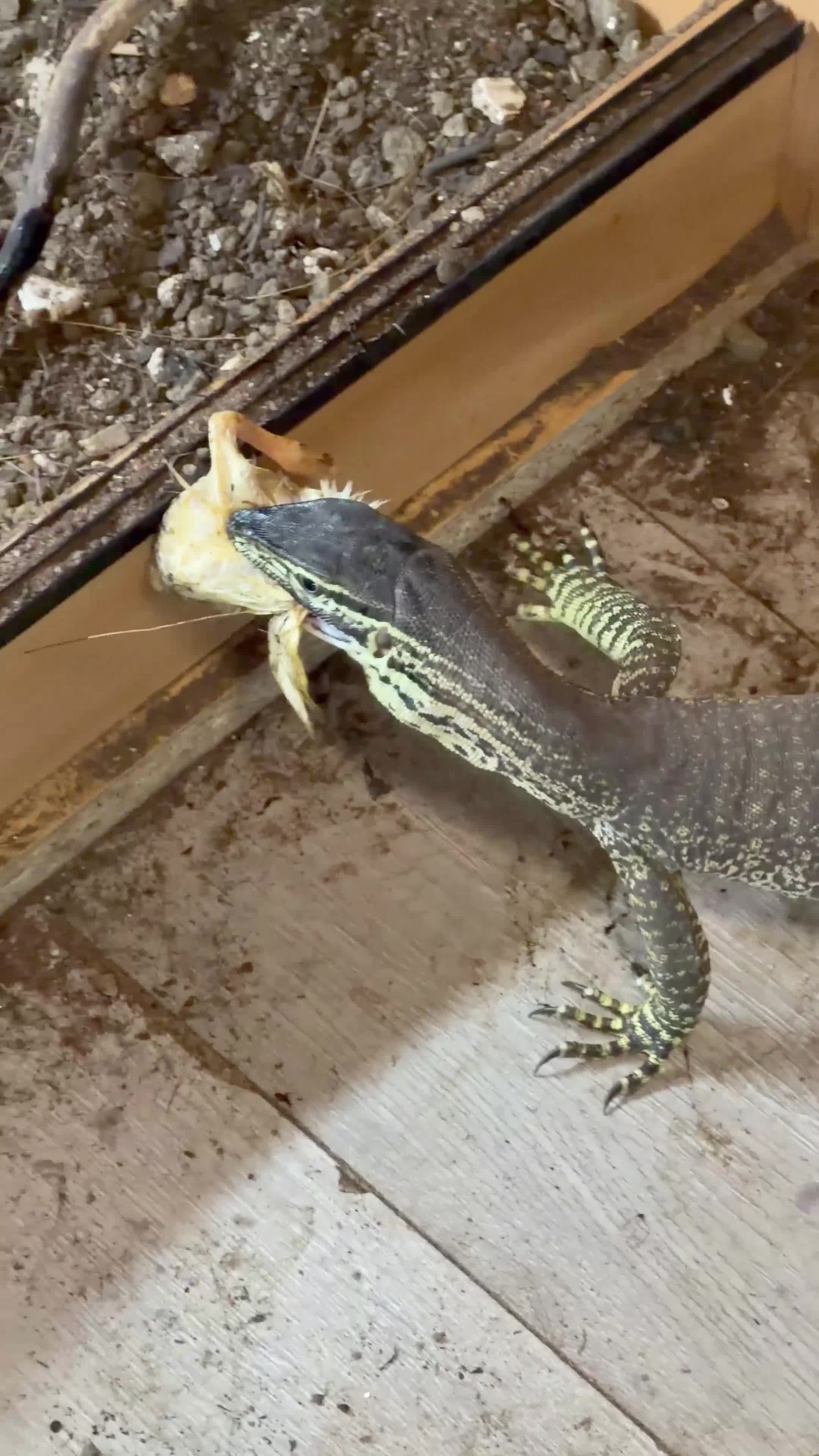 Monitor reptiles for sale: Argus Monitor Lizard  - Video 1