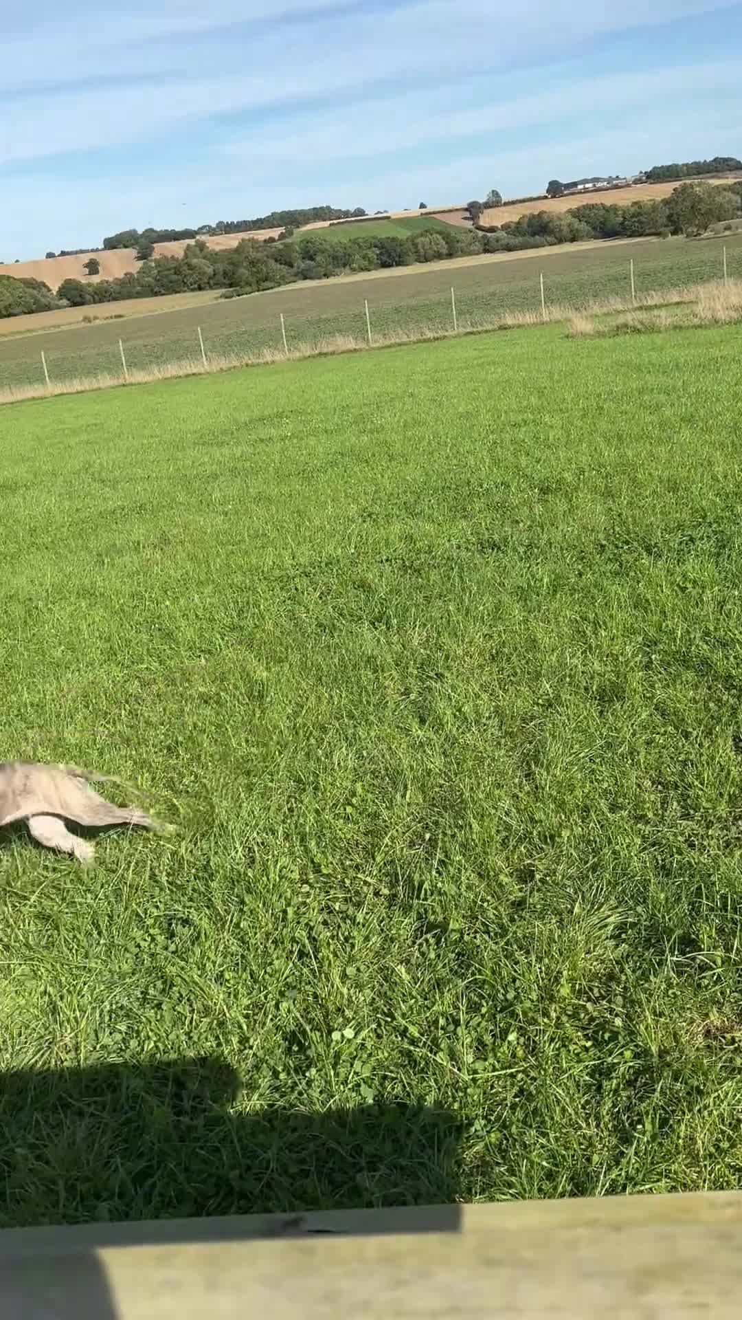 Whippet dogs for sale: Loving Brindle KC Reg Whippet boy - Video 3