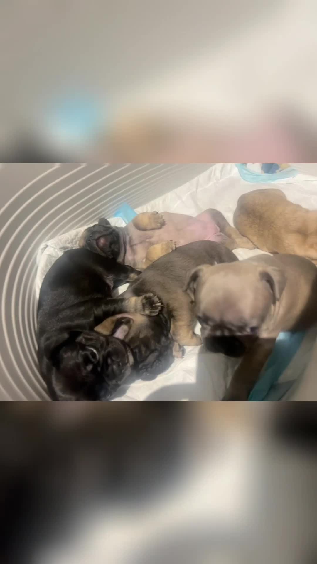 French Bulldog dogs for sale: Lilac French Buldog - Video 1