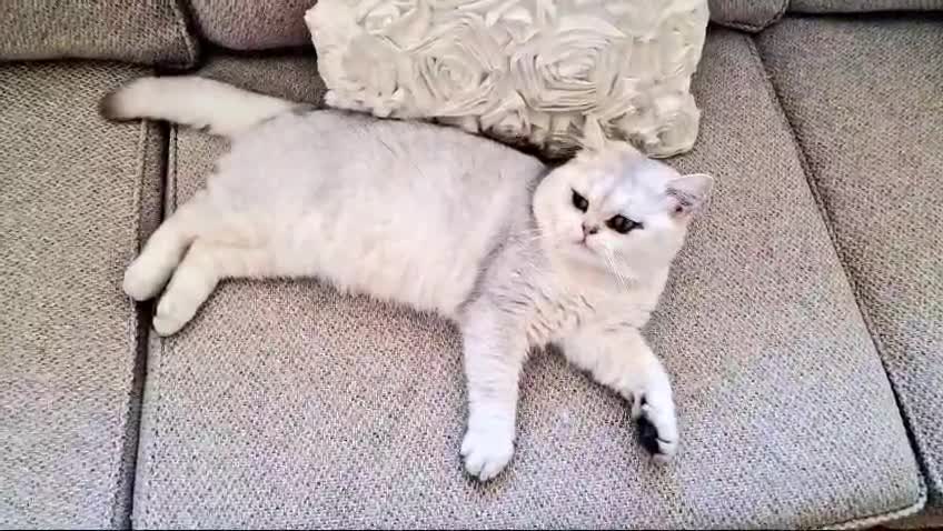 British Shorthair cats for stud: ❤ British Short Hair Active Stud ❤ Champion ❤ in Doncaster - Video 2