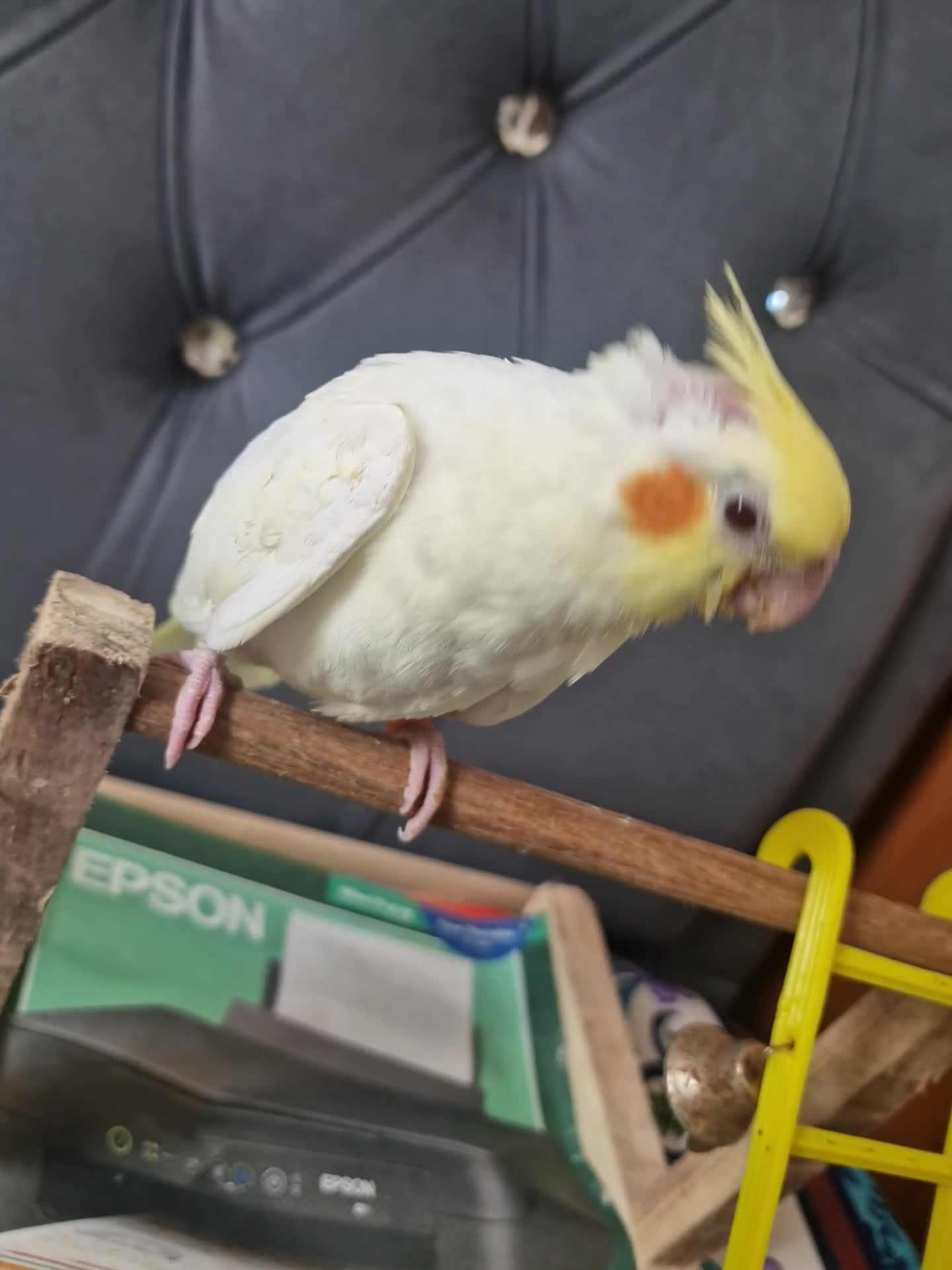 Cockatiels birds for sale: Juvenile Tame Cockatiels  - Video 1