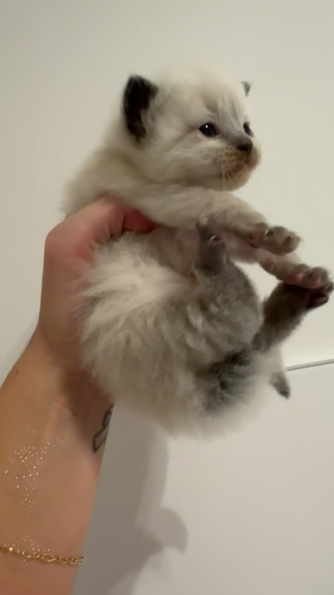 Ragdoll cats for sale: READY TO RESERVE - pedigree Ragdoll Kittens - Video 4